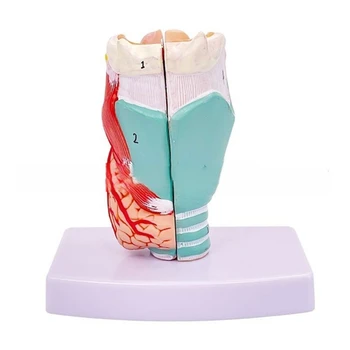Анатомическая модель гортани человека, анатомическая модель гортани в натуральную величину, съемная анатомическая модель горла человека для изучения заболеваний